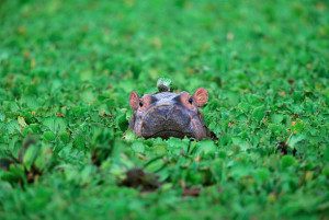 hippo calf peeking up in greenery