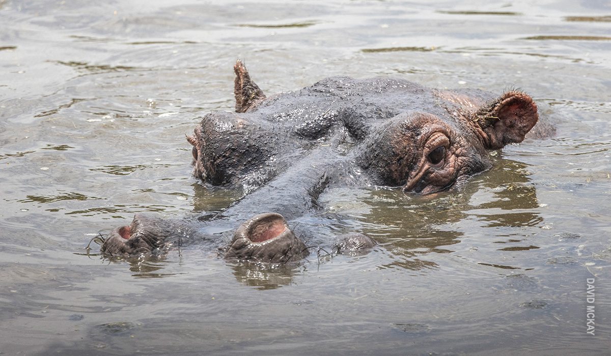 hippo submerged in water