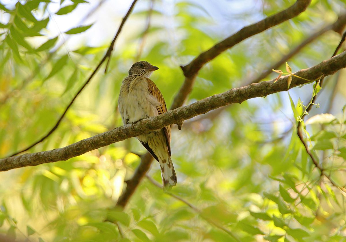 honeyguide bird in tanzania