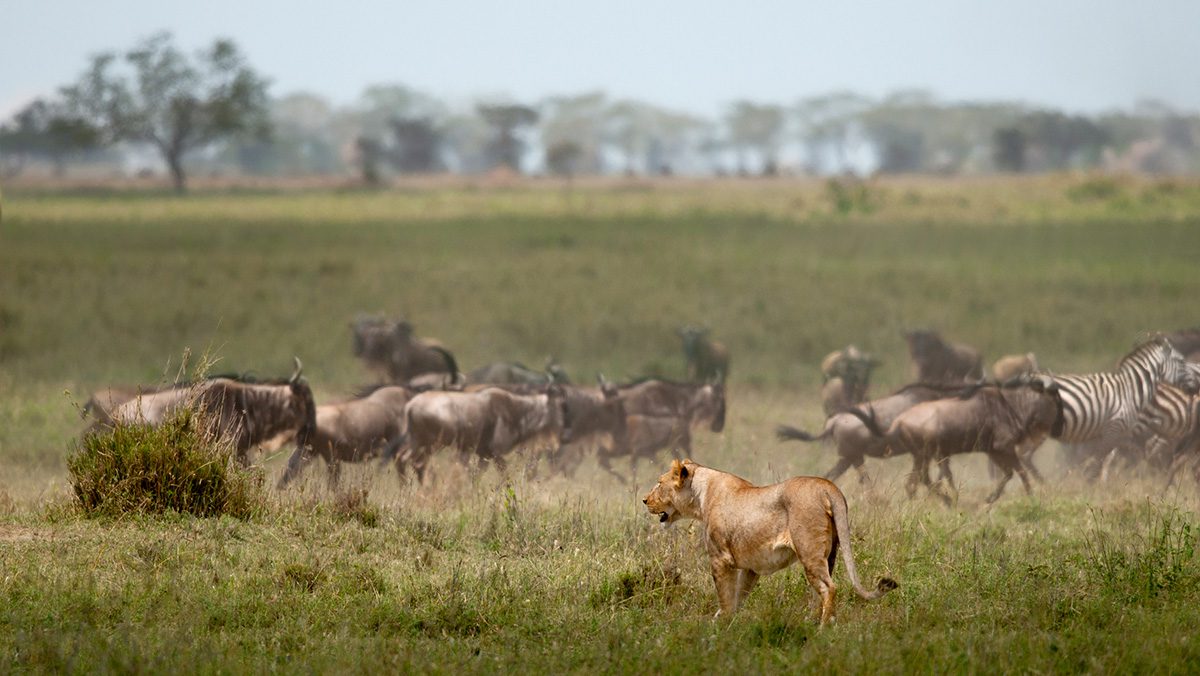 lion hunting herds in serengeti
