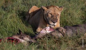 lion with wildebeest kill