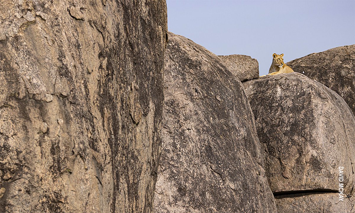 lion sits atop a kopje rock outcropping in serengeti