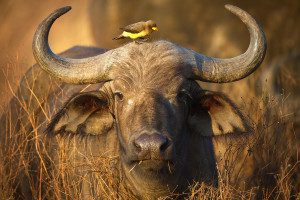 oxpecker bird on head of african buffalo