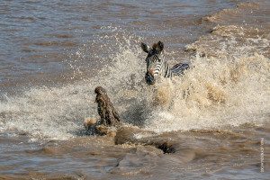 crocodile attacks zebra during mara river crossing