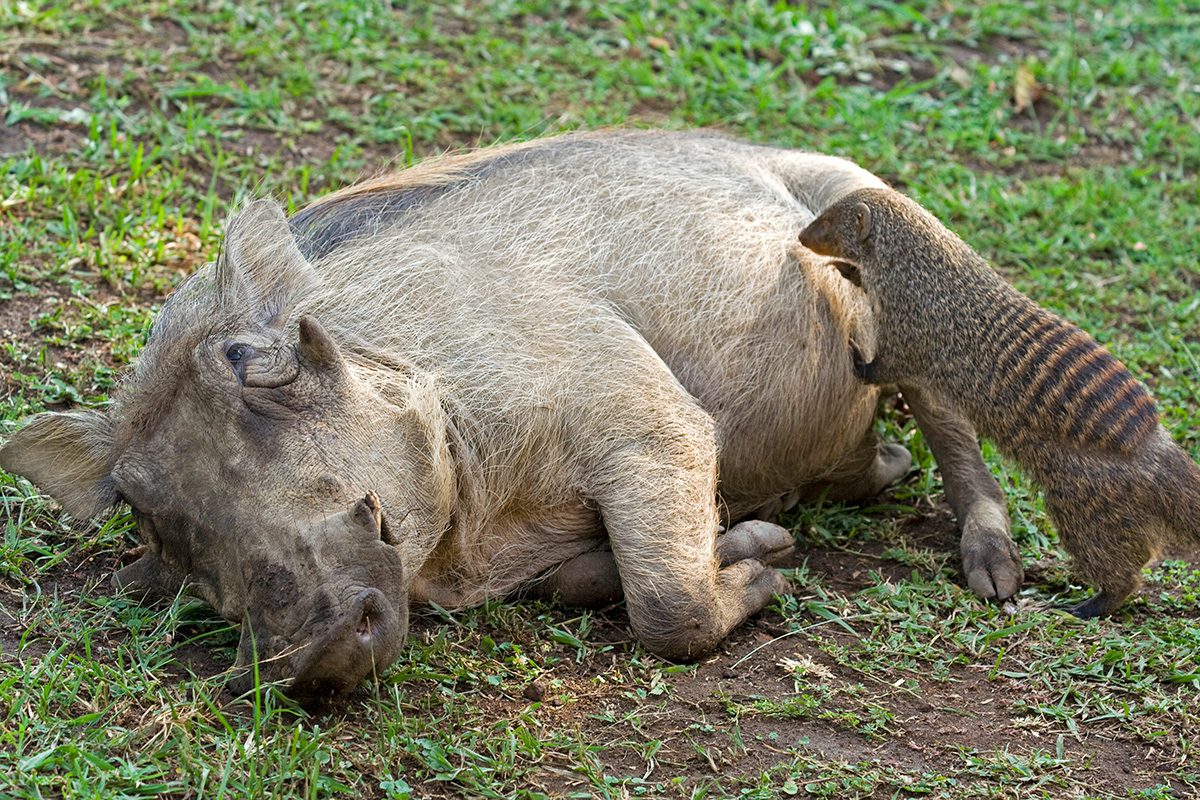 warthog at the mongoose spa