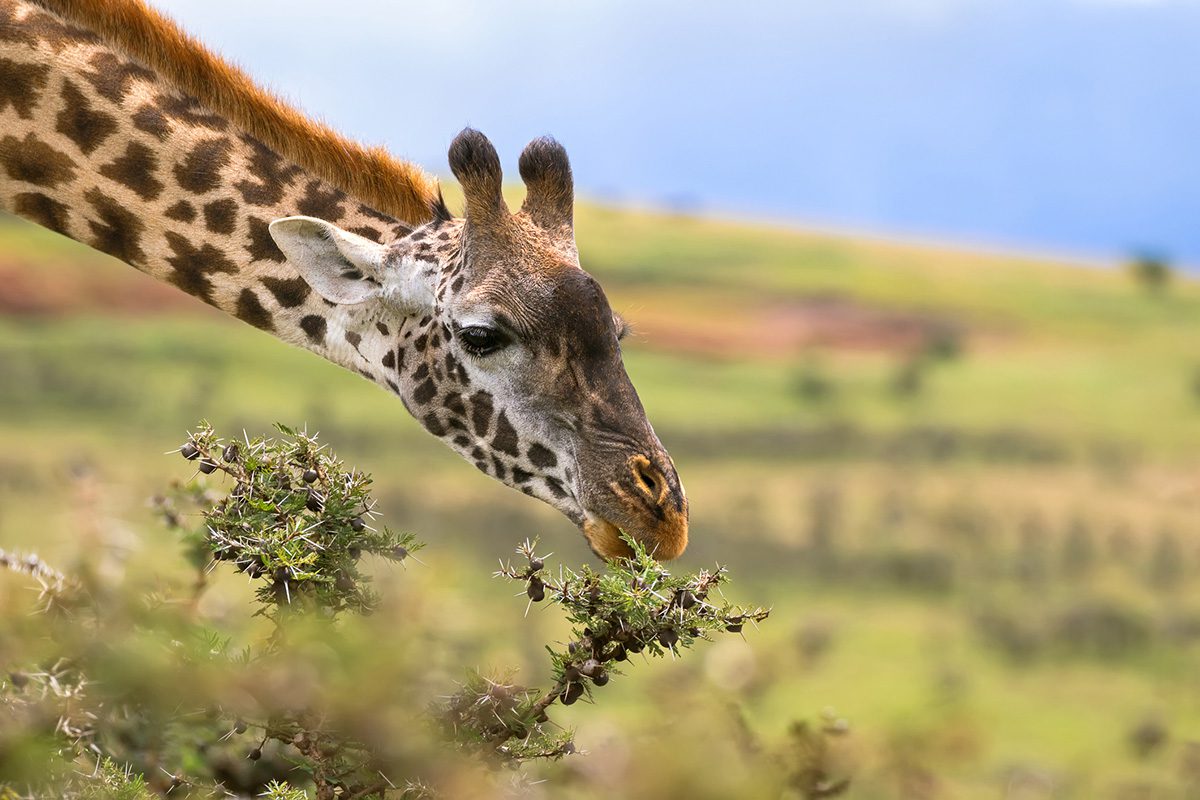 giraffe eating whistling thorn acacia
