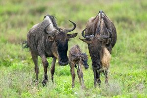 wildebeest with calf in serengeti