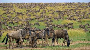 large herd of great migration congregate in serengeti