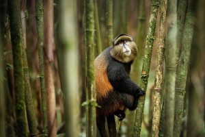 golden monkey in bamboo forest of rwanda