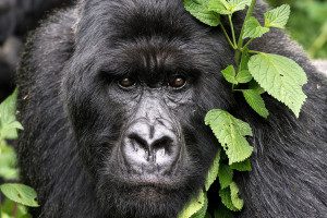 close up of silverback gorilla in rwanda