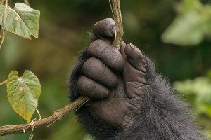 close up of gorilla hand