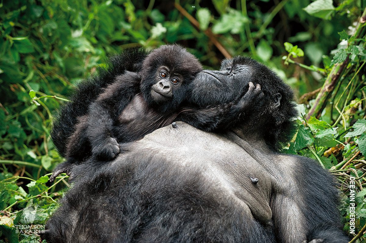 gorilla mother with baby in rwanda