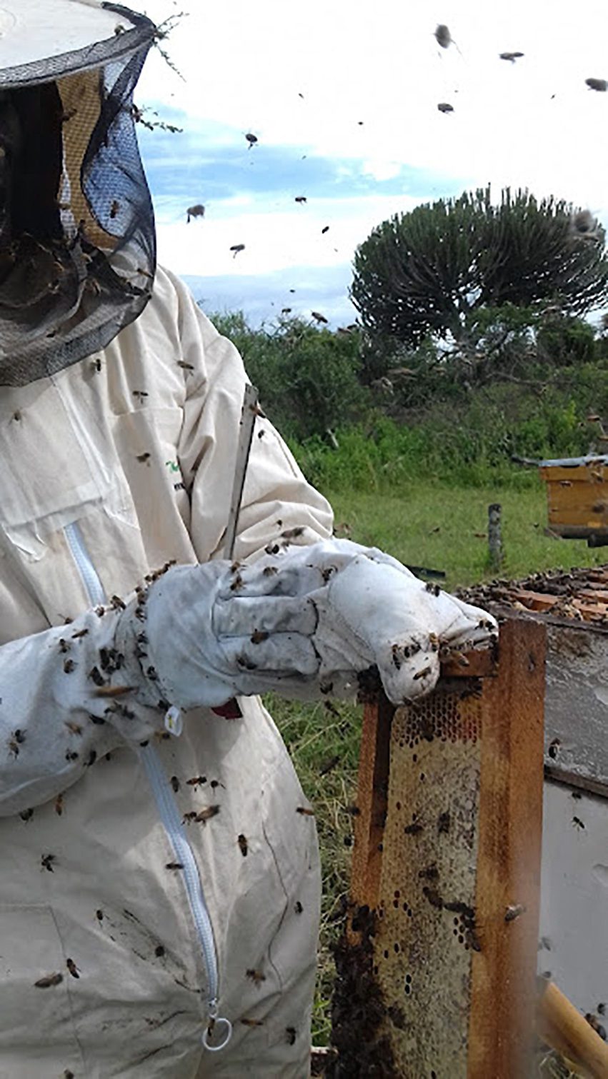 collecting honey in tanzania