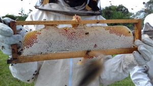collecting honey from frames in tanzania