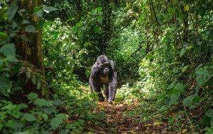 silverback gorilla in rainforest