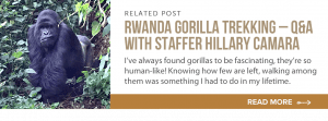 what is it like tracking mountain gorillas in africa