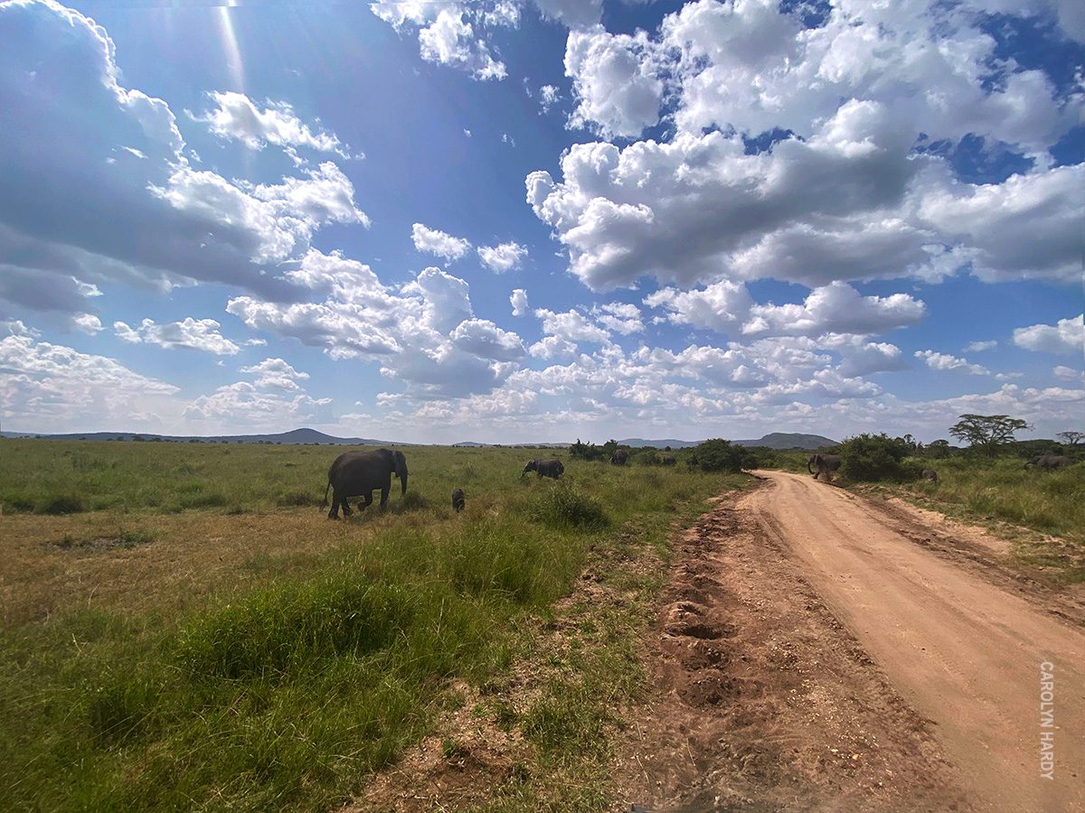 elephants and big sky in serengeti