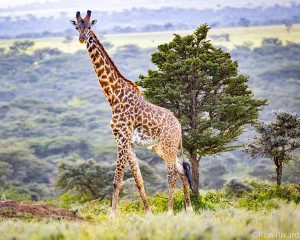 giraffe in nature refuge serengeti