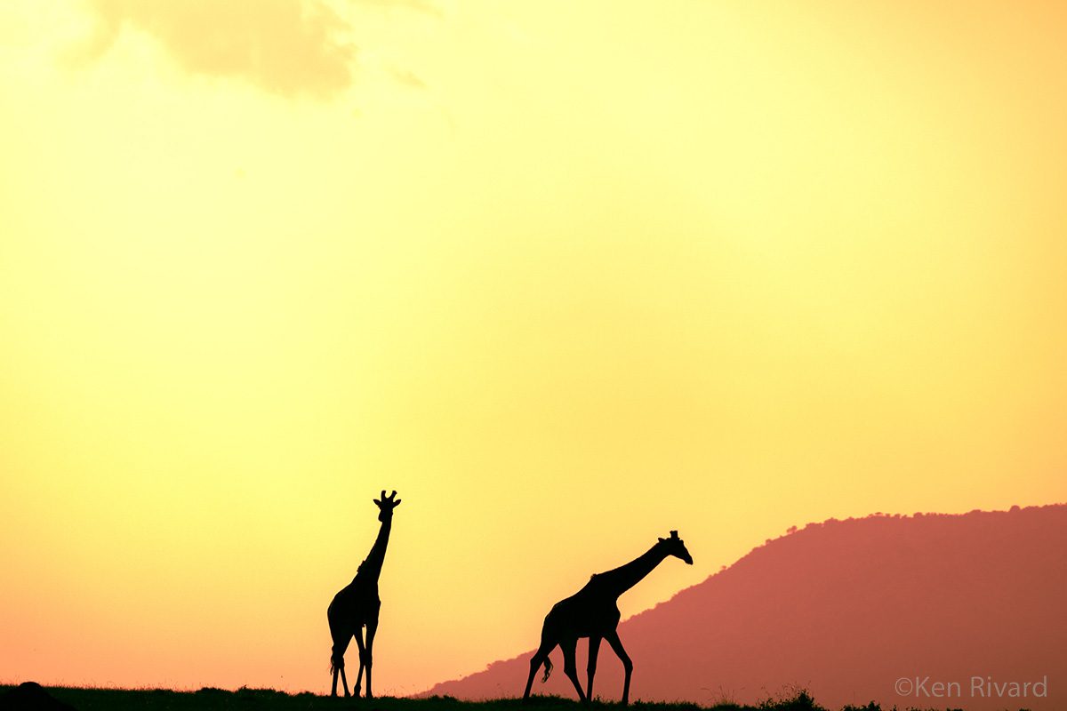 giraffes at sunset in serengeti tanzania