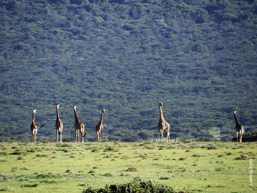 giraffe sightings in eastern serengeti