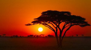 sunset over the serengeti