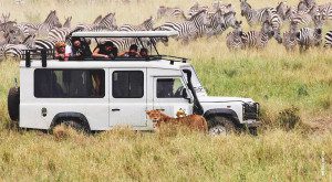 thomson guests watch lion stalk herd of zebras