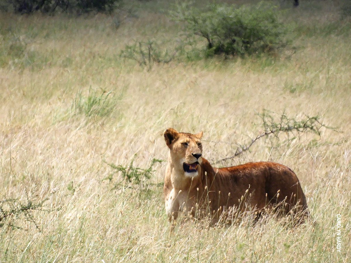 lion in serengeti grasses