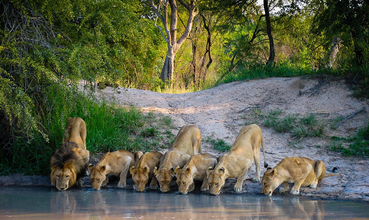 pride of lion drink at water hole