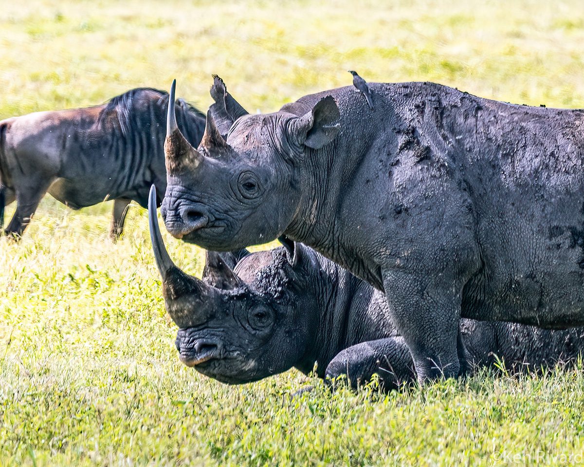 rhinos copulating in ngorongoro crater
