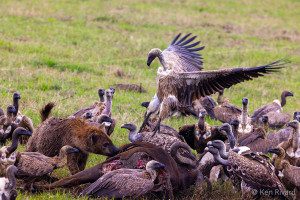 hyena and vultures battle for buffalo kill in ngorongoro crater