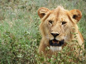 young male lion in serengeti tanzania