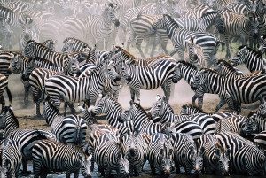 zebra herd at mara river