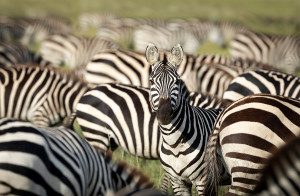 herd of zebra in serengeti