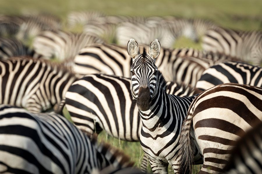 quiz-can-you-guess-the-weird-group-names-for-these-10-safari-animals