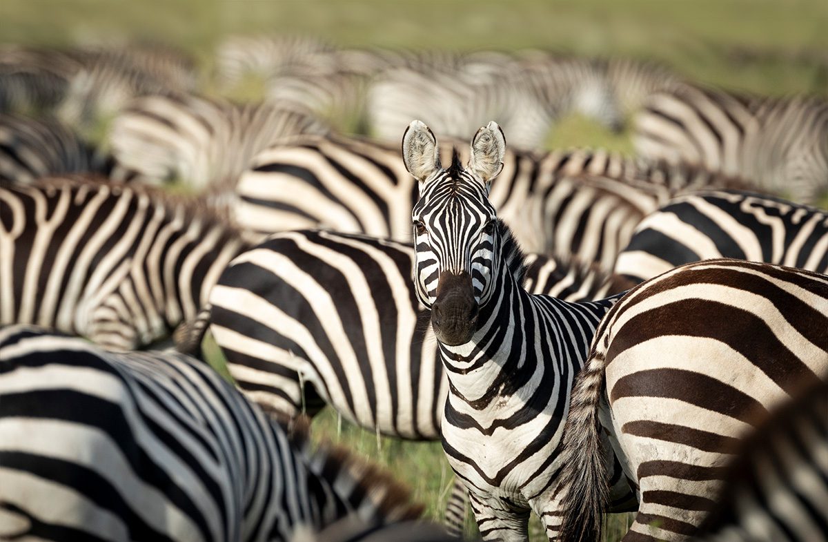 QUIZ: Can You Guess the Weird Group Names for These 10 Safari Animals? -  Thomson Safaris