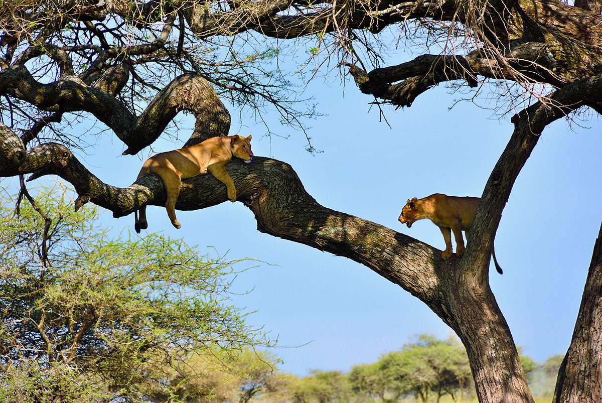 lions in acacia tree branches in serengeti