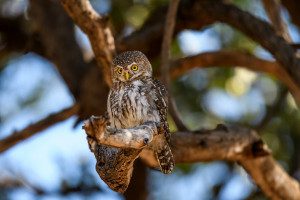 owl in tarangire national park