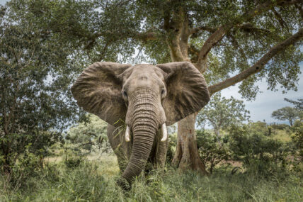 large ears of african elephant compared to asian elephant