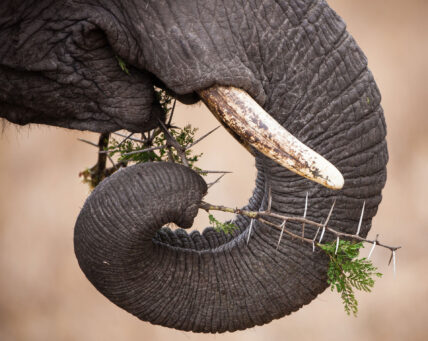 african elephant trunk grabbing acacia leaves