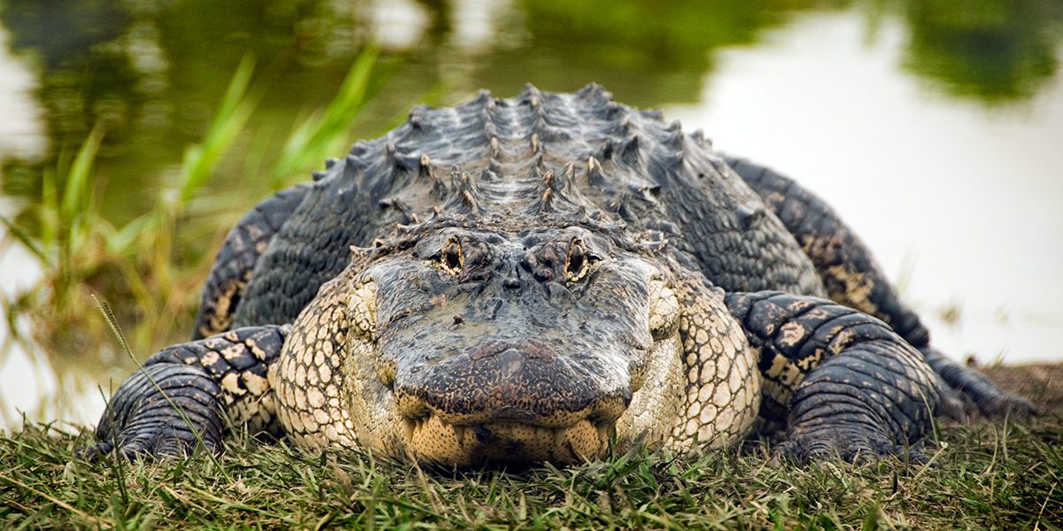 alligator on grass