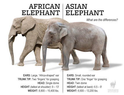 asian vs african elephants