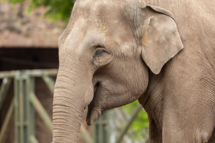 closeup of asian elephant ears