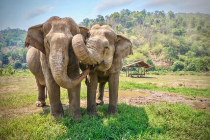 compare asian elephant head shape with african elephant