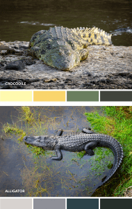 difference of color between crocodile and alligator