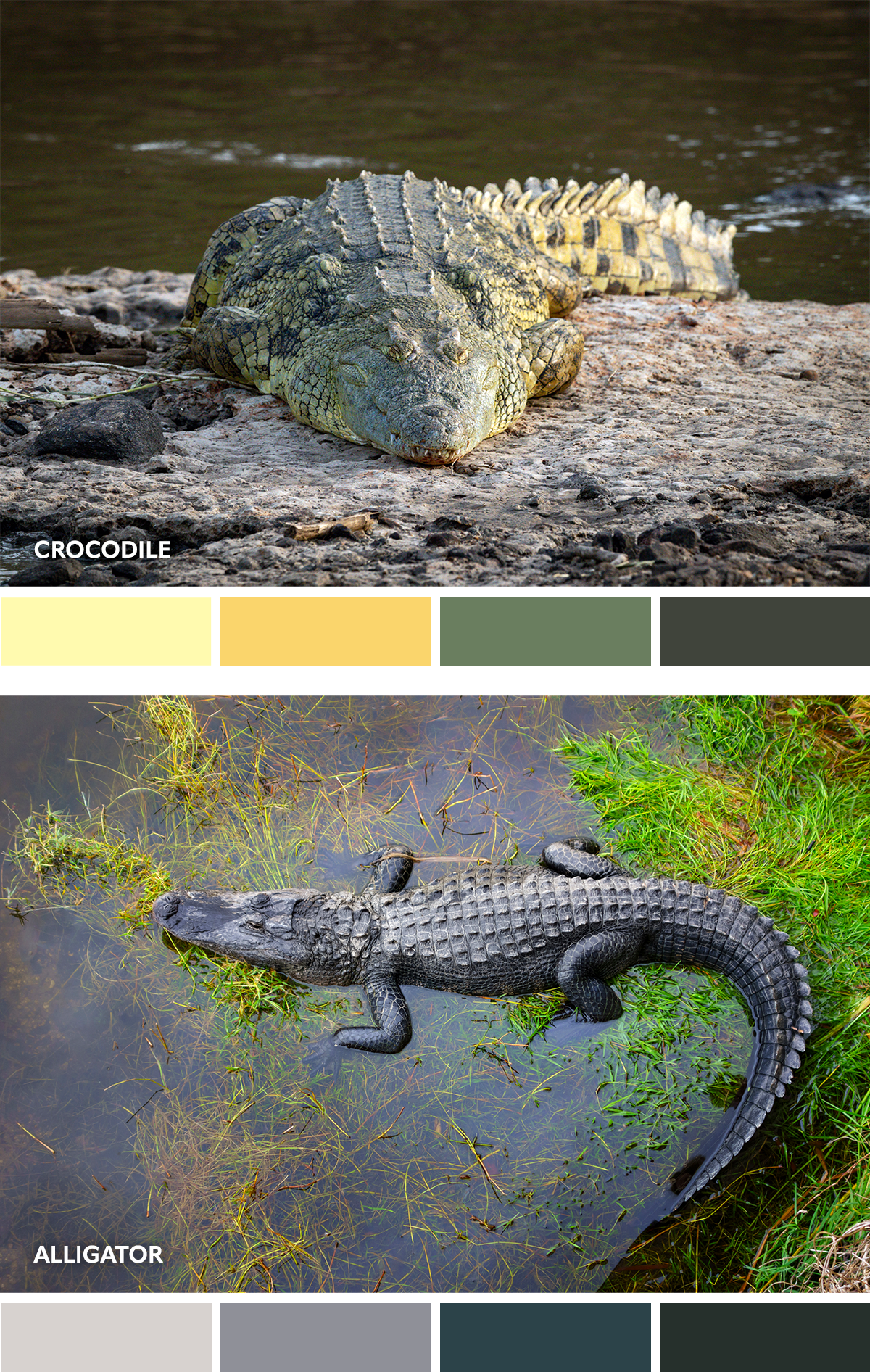 What Color is Crocodile  