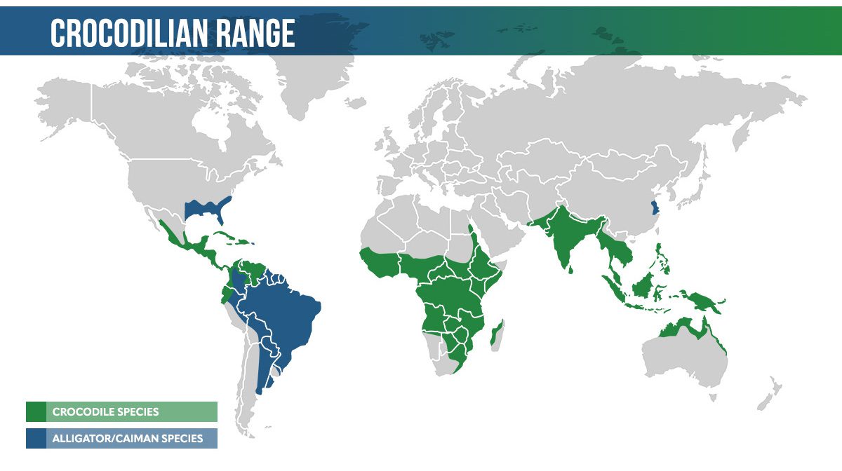 Difference Between Crocodiles And Alligators Thomson Safaris   Crocodile Alligator Map 2 