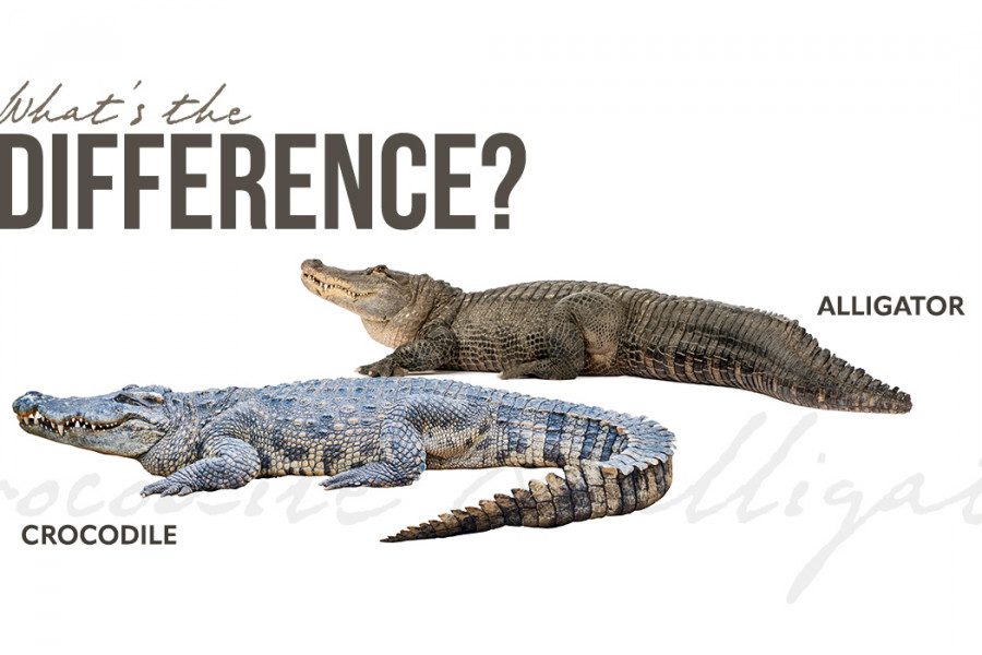 Difference Between Crocodiles And Alligators Thomson Safaris   Difference Between Crocodile Alligator 2 900x600 