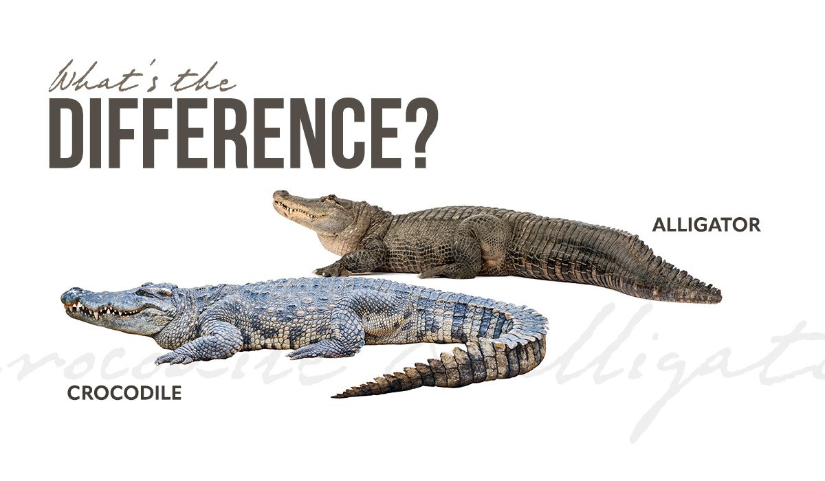 våben Samlet mørk Difference between Crocodiles and Alligators | Thomson Safaris
