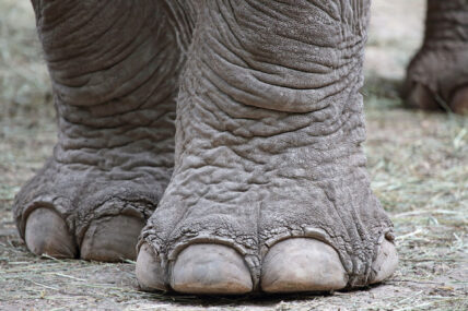 close up of elephant foot