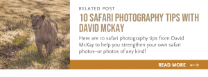 10 safari photo tips from david mckay